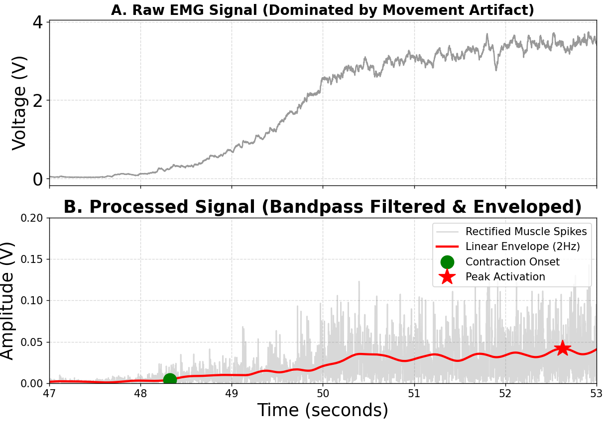 Raw EMG signal compared with processed EMG envelope showing contraction onset and peak activation.