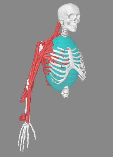 OpenSim upper-limb musculoskeletal model used for biceps activation analysis.